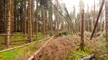 FPV büyülü bir ormanda uçuyor - dingin ve sakin bir orman sahnesi, canlı yeşillik ve eşsiz ağaç oluşumlarını güzel bir şekilde gösteriyor