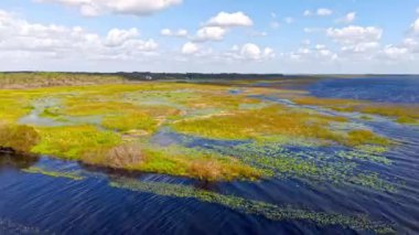 Florida otlakları ve Everglades yemyeşil bataklık ekosistemi güzelliğini vurguluyor