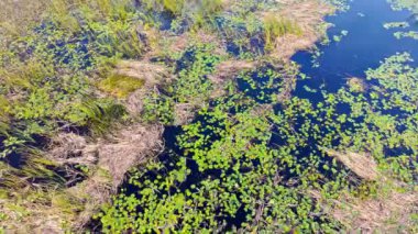 Florida otlakları ve Everglades yemyeşil bataklık ekosistemi güzelliğini vurguluyor