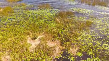 Florida otlakları ve Everglades yemyeşil bataklık ekosistemi güzelliğini vurguluyor