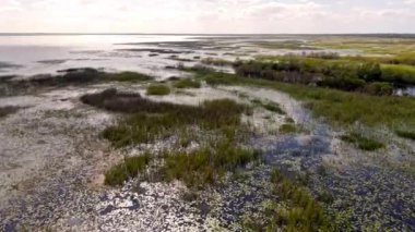 Florida otlakları ve Everglades yemyeşil bataklık ekosistemi güzelliğini vurguluyor