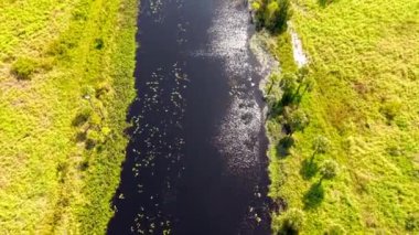 Florida otlakları ve Everglades yemyeşil bataklık ekosistemi güzelliğini vurguluyor