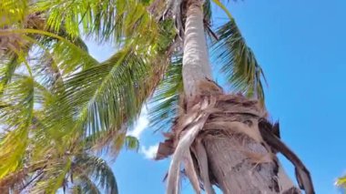 Tropik bir sahilde mavi gökyüzüne karşı şaşırtıcı palmiye ağaçları - seyahat fotoğrafçılığı
