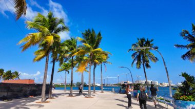 Miami Florida 'daki güzel Bayfront Park' ta Palmiye Ağaçları - MIAMI, FLORIDA - 5 Kasım 2024