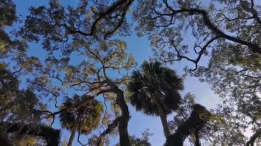 Güney Live Oak ağaçları mavi gökyüzüne karşı - seyahat fotoğrafçılığı