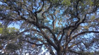 Güney Live Oak ağaçları mavi gökyüzüne karşı - seyahat fotoğrafçılığı
