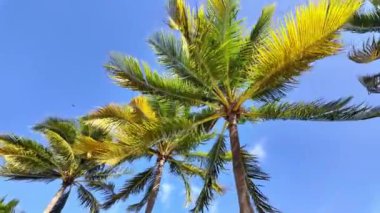 Miami Florida 'daki güzel Bayfront Park' ta Palm Trees - seyahat fotoğrafçılığı