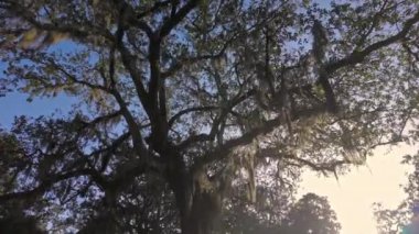 Savannah Georgia 'daki Southern Live Oak sokağı - seyahat fotoğrafçılığı