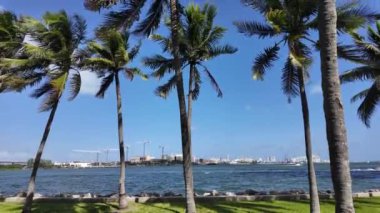 Miami Florida 'daki güzel Bayfront Park' ta Palm Trees - seyahat fotoğrafçılığı