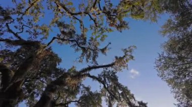 Güney Live Oak ağaçları mavi gökyüzüne karşı - seyahat fotoğrafçılığı