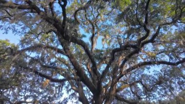 Güney Live Oak ağaçları mavi gökyüzüne karşı - seyahat fotoğrafçılığı