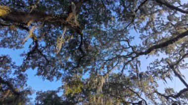Güney Live Oak ağaçları mavi gökyüzüne karşı - seyahat fotoğrafçılığı