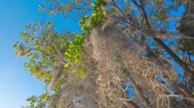 Güney Live Oak ağaçları mavi gökyüzüne karşı - seyahat fotoğrafçılığı