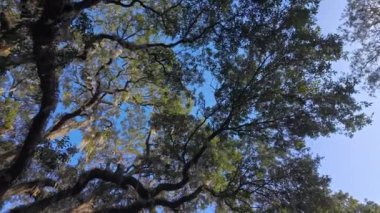 Güney Live Oak ağaçları mavi gökyüzüne karşı - seyahat fotoğrafçılığı