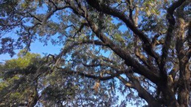 Güney Live Oak ağaçları mavi gökyüzüne karşı - seyahat fotoğrafçılığı