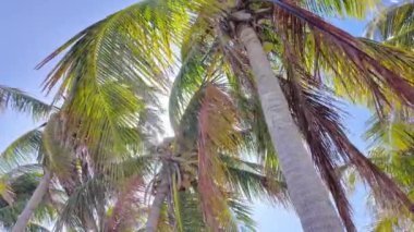 Tropik bir sahilde mavi gökyüzüne karşı şaşırtıcı palmiye ağaçları - seyahat fotoğrafçılığı