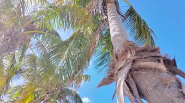 Güneşli Tropikal Palmiye Ağaçları Parlak Mavi Gökyüzüne Karşı - Seyahat fotoğrafçılığı