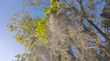 Güney Live Oak ağaçları mavi gökyüzüne karşı - seyahat fotoğrafçılığı