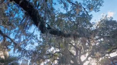 Güney Live Oak ağaçları mavi gökyüzüne karşı - seyahat fotoğrafçılığı