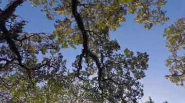 Güney Live Oak ağaçları mavi gökyüzüne karşı - seyahat fotoğrafçılığı