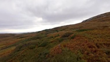 Şaşırtıcı İrlanda - Tipik İrlanda manzarası üzerinde FPV Uçuşu - Sakin bir köy yolu yumuşak bulutlu gökyüzünün altındaki yemyeşil çayırlarda yavaşça kıvrılarak ilerliyor