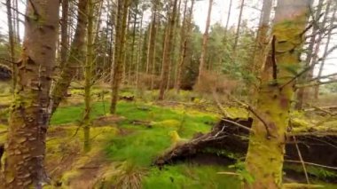 FPV Ormanda Uçuyor - Büyüleyici ve büyüleyici bir orman sahnesi Güzel eğimli ağaçlar ve canlı yeşil çalılar