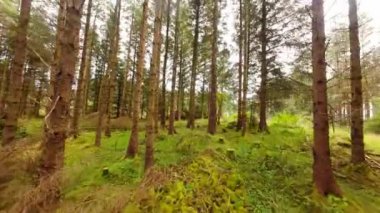 FPV Ormanda Uçuyor - Büyüleyici ve büyüleyici bir orman sahnesi Güzel eğimli ağaçlar ve canlı yeşil çalılar