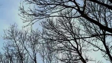 A captivating and picturesque view of tree branches beautifully framing a vibrant sky during the dusk hours - travel photography