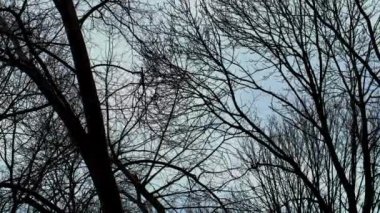 Akşamları rüzgarda sallanan ince dallı çıplak ağaçlar - şiirsel ve ürkütücü arka plan - seyahat fotoğrafçılığı