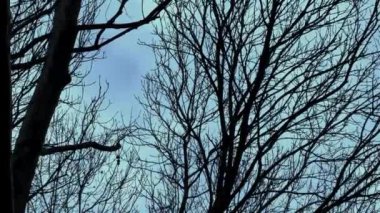 Akşamları rüzgarda sallanan ince dallı çıplak ağaçlar - şiirsel ve ürkütücü arka plan - seyahat fotoğrafçılığı