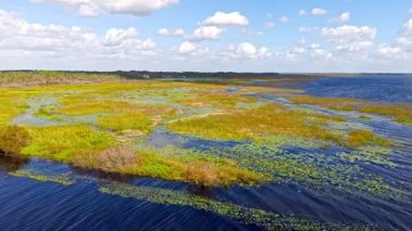 Florida otlakları ve Everglades yemyeşil bataklık ekosistemi güzelliğini vurguluyor