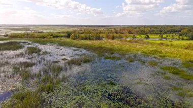Florida otlakları ve Everglades yemyeşil bataklık ekosistemi güzelliğini vurguluyor