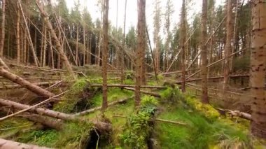FPV Ormanda Uçuyor - Büyüleyici ve büyüleyici bir orman sahnesi Güzel eğimli ağaçlar ve canlı yeşil çalılar
