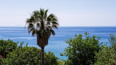 Tropea, Calabria, İtalya 'da önplanda bir palmiye ağacıyla Tırren Denizi manzarası