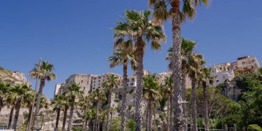 Palmiye ağaçları ve güzel Tropea köyü Calabria, Güney İtalya 'da bir uçurumun üzerinde yükseliyor.