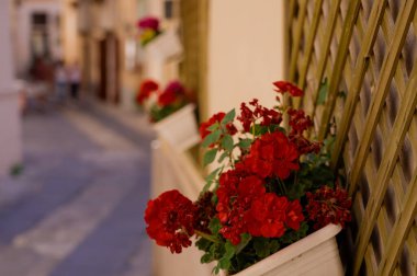 Beyaz bir tencerede kırmızı sardunyalar Tropea, Calabria, Güney İtalya 'da yürüyen bulanık insanlarla dolu dar bir caddeyi süslüyor.