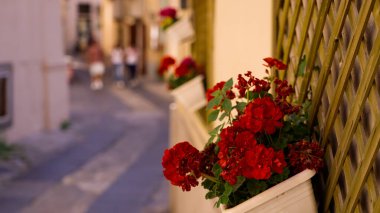 Tahta bir sarmaşıkta asılı kırmızı sardunyalar. Tropea, İtalya 'da dar bir caddeyi süslüyor. Bulanık insanlar yürüyor.