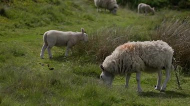 Kuzey York Moors Ulusal Parkı 'nın yeşil çayırlarında huzur içinde otlayan koyunlar ve kuzular İngiltere' nin pitoresk bir manzarası.