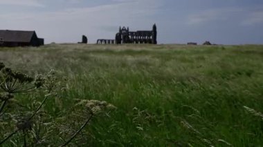 Rüzgarda savrulan kır çiçekleri Whitby Abbey 'nin arka planda Kuzey York Moors Ulusal Parkı, İngiltere
