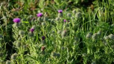 İngiliz Whitby yakınlarındaki North York Moors Ulusal Parkı 'nda ikindi güneşinde mızrak deve çiçekleri açıyor.