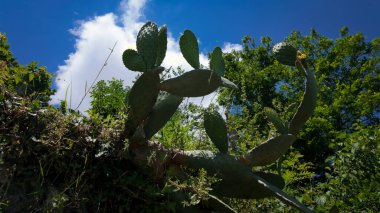 Mavi gökyüzü ve beyaz bulutlarla Zungri, Calabria 'daki dikenli armut kaktüsünün alçak açılı görüntüsü