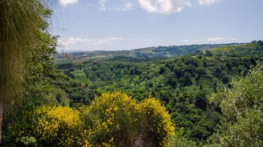İtalya 'nın Calabria kentindeki yemyeşil Zungri vadisini canlı spartium ormanlarıyla gösteren manzara doğal manzaraya biraz renk katıyor.