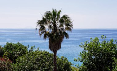 Güney İtalya, Calabria, Tropea 'da güneşli bir yaz gününde sakin Tyrhenian Denizi' ne bakan palmiye ağacı
