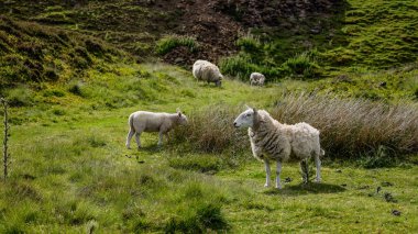 Kuzey York Moors Ulusal Parkı 'nda yeşil çayırlarda otlayan koyunlar, İngiltere, Birleşik Krallık