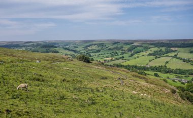 Kuzey York Moors Ulusal Parkı 'nda otlayan koyunlu yeşil tepelerin ve vadilerin manzarası.