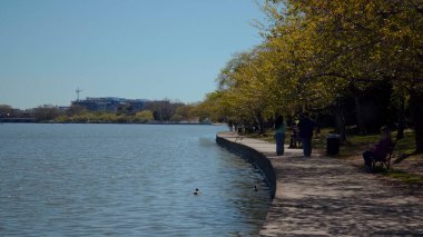 WASHINGTON DC, ABD - 08 Nisan 2017 - Güneşli bir bahar gününde Washington DC 'deki Tidal Basin boyunca yürüyen ve dinlenen turistler
