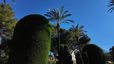Süslü çalılar ve palmiye ağaçları Genoves Park, Cadiz 'de berrak mavi arkaplan ile sakin bir atmosfer yaratır.