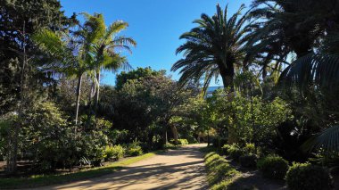 İspanya 'nın Cadiz kentindeki canlı bir botanik bahçesinde palmiye ağaçlarıyla süslenmiş ve güneş ışığıyla yıkanmış manzaralı bir patika.