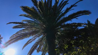 İspanya, Cadiz 'de rüzgarda savrulan büyük palmiye ağaçları berrak mavi bir gökyüzü ve parlak bir güneş