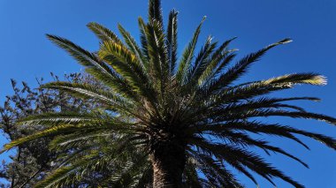 İspanya 'nın Cadiz kentinde rüzgarda savrulan büyük palmiye ağacı. Arka planda açık mavi gökyüzü var.